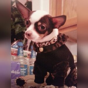 Black and Brown Dog Sweater